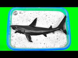 Learn Wild Animals For Kids - Sea Animal, Wild Animal and Zoo Animal Quiz For Kids