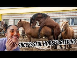 Secrets of Successful Horse Breeding Revealed