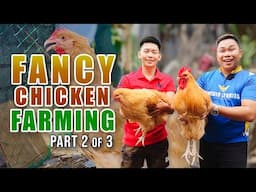 AMAZING FANCY CHICKEN FARMING: MGA ALAGANG FANCY CHICKEN, UMAABOT DAW NG 8K ANG HALAGA KADA PIRASO