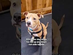 Funny cats and dogs 😂😂 episode 153 #shorts