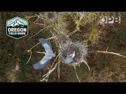 Portland’s urban naturalist tracks the great blue herons | Oregon Field Guide