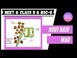 Root hair | Water Absorbing Organ in Plants | Class 11, NEET, BSC-II | Plant Physiology