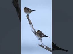 The humble Twite, seen here at our Oa reserve on Islay #birds #twites #islay #scotland