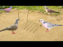 Vary beautifully Bird trap in the vegetable garden