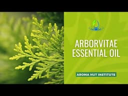 Arborvitae Essential Oil