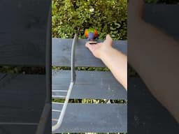 Hand feeding a wild lorikeet on a hot day in Melbourne