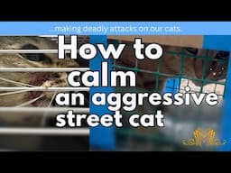 Working with a cat charity & vet, we try help a street cat stop making deadly attacks on other cats.