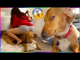 Funny Dog Videos 2024 #1  - Funniest Dog Videos EVER!