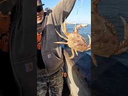 How To Catch Dungeness Crab in California #crab #crabbing #morethanfishing