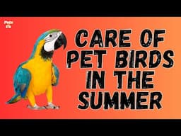 How to Care for Birds in Summer | Parrot Care In Summer 2023 | Pets and Us