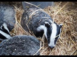 And with that, the 2023 orphan BADGER CUB season comes to an end. 🦡