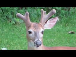 Beautiful Buck in Velvet & a Hello !