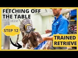 Formal Retrieving Work - Trained Retrieve - Step 12 - Fetching Birds Off The Table