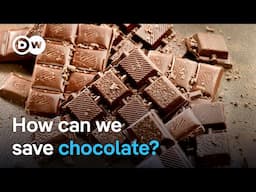 Two Swiss businessmen rethink chocolate production