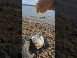 Delicious Oyster Tast Test #shellfish #snack #seafood