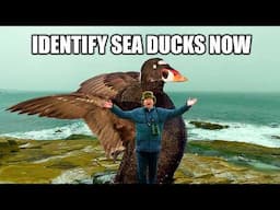 How to Identify SEA DUCKS the EASY WAY