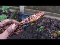 Growing Sweet Potatoes In The UK