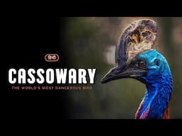 Cassowary - The World's Most Dangerous Bird – [Hindi] – Infinity Stream