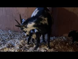 Mom is giving birth to new babies ￼￼