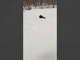 My Son & Dogs Playing Joyfully In The Snow!