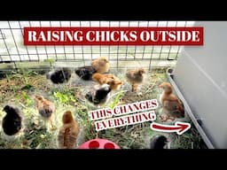 Breaking The Rules? Raising Chicks Outside Comes With Serious Considerations