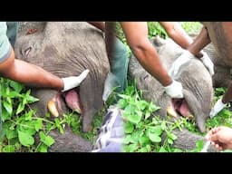 Elephant emaciated like a skeleton after being a victim from jaw exploder, Received treatment