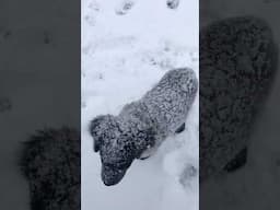 South Louisiana Blizzard, #dogs #snow