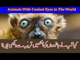 Animal Eyes Photo   Animals With Cool Eyes