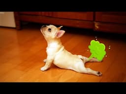 Hilarious Pets Funny Videos - Best Funniest Animal Videos Of The Week