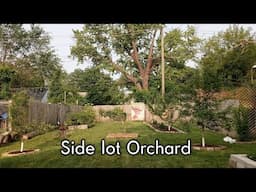 Growing an orchard in a small space