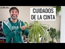 CUIDADOS DE LA CINTA o PLANTA "MALA MADRE": realmente da mala suerte y es tóxica? || en20metros