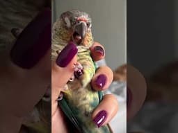 🥹Why are birbs so cute when they yawn❤️ #conure #greencheekconure #birb #cuteparrot #parrotvideo