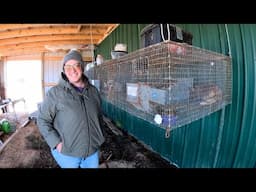 The Rabbits Moved In! Cage Cleaning & Repair (Goat Update Too!)