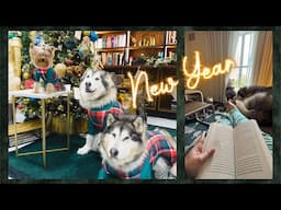 A malamute Holiday | Christmas & New Years with Venus & Apollo