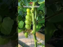 Tomato leaves curl up? Everything is fixed in a flash #tomato #tomatoes #leaves