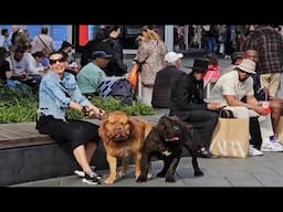 walking with a lion and black jaguar in centrum Rotterdam