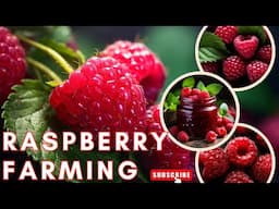 Raspberry Farming Business Plan / How to Grow Raspberry Step by Step / Raspberry Cultivation Tips