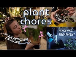 Plant chores | ‘Rare’ imported anthurium unboxing + flat mite hoya treatment