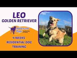 Leo the Golden Retriever | 4 Weeks Residential Dog Training