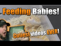 Happy New Year!! Adorable Hognose babies feeding!