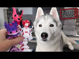 Snow Dogs Vlogs Husky Hangout LIVE 🔴 LIVE Q & A and DRAGON Launch