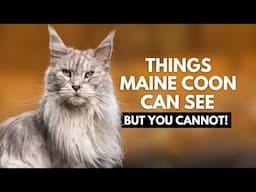 10 Things Your Maine Coon Can See and Hear That You Can’t!