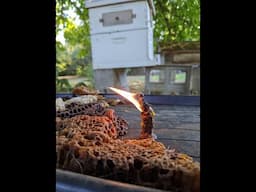 Making a Candle with Beeswax Straight from the Hive #shorts