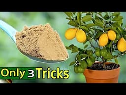 Best Fertilizer for Lemon Flowering and Fruiting | organic fertilizer for lemon plant.