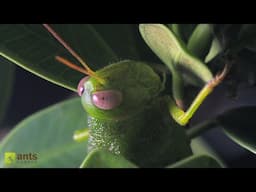 Unveiling the Hidden World of My Rainforest Vivarium at Night