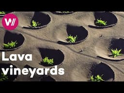 Spain - The powerful effects of volcanoes on vines | Worldwide Wine Civilizations