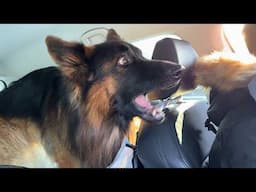 German Shepherd suddenly realizes he is going to the vet