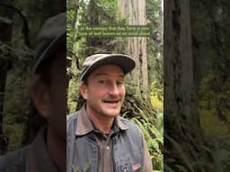 Why Coast Redwoods Evolved to have Two Different Types of Leaves