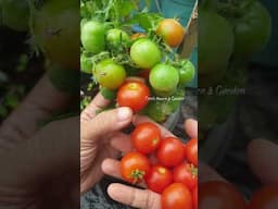 Sweet Dwarf Cherry Tomatoes 🍅 #viralvideo #garden #organicgarden #viralshort #tomato #fruit #plants