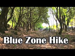 Ancient Forest of Rantis in Ikaria, Greece | Longevity Blue Zone